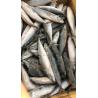 China BQF Sea Frozen Mackerel Fish , 40 - 60pcs/ctn Frozen Fishing Bait wholesale