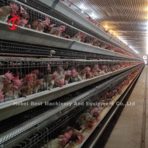 96 Birds Poultry Battery Cage System Broiler Automatic Egg Hens A Type Rose