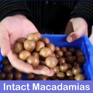 CE Certificates Macadamia Nut Sorting Machine 360 Degree Rotational 380V 8 Channles