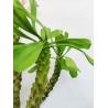 Height 100cm Artificial Landscape Trees Pachypodium Lamerei Drake Indoor Decor