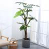 China 175cm Height Artificial Tropical Tree Green Foliage Plant Monstera For Home Decor wholesale