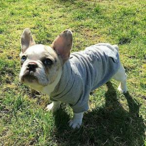 China cheap fleece dog hoodie pet apparel factory wholesale in cheap price supplier
