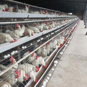 Galfan Wire Poultry House Layer Chicken Cage For Laying Eggs