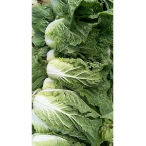 China Eco Friendly Organic Chinese Cabbage For Restaurant No Pesticide supplier