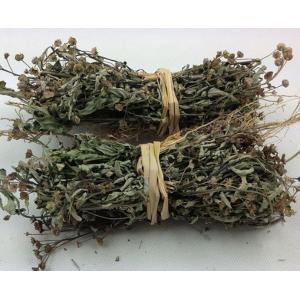 Broomjutre Sida Herb Sida rhombifolia L tradtional medicine huang hua mu