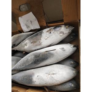 Frozen Sea Tuna Auxis Thazard Sale New Landing 1kg Up Frozen Bonito Fish