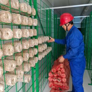 China 正確に温度を調節湿度 換気 照明 キノコ容器 wholesale