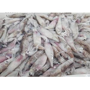 Frozen Loligo Squid Whole Round Bqf Chinese Ocean Vessels Freshness No Additives