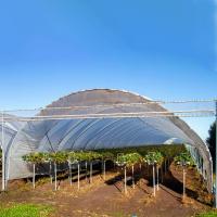 China High Yield Plastic Film Agricultural Greenhouse Grown Strawberries Rain Shelter on sale