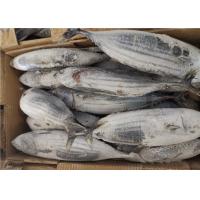 China Katsuwonus Pelamis Whole Round 3.4kg Frozen Skipjack Tuna on sale