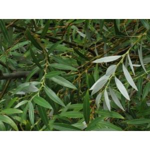White willow Bark Extract  Salicoside 25% 98%