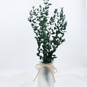 Artificial Dried Eucalyptus Plant , Preserved Silver Dollar Eucalyptus