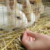 China Widely Used Galvanized Welded Wire Mesh For Chicken Pens And Galvanized Welded Wire Mesh Cage wholesale