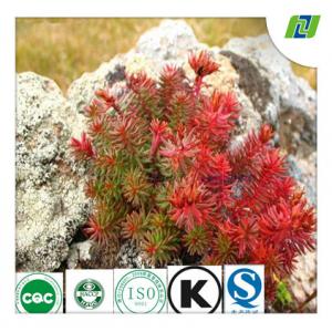 rhodiola rose extract wtih Rosavins 3% and Salidrosides 3% by HPLC
