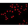 China Inverted fluorescence microscope with phase contrast for live cell wholesale