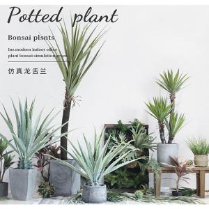 ISO Desert Snake Plant Artificial Bonsai Tree Tiger Piran Aloe Sansevieria Seeds