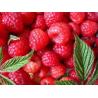 Raspberry ketone CAS No.: 84929-76-0