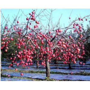 Apple Tree Greenhouse 12 Micron Agriculture Film Biodegradable