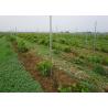 China 120G Zinc Coated Orchard Trellis Systems With 10 H Holes On 2 Side Recyclable wholesale