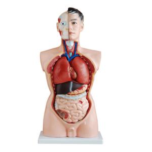 China 85cm 19 Parts Medical Training 4d Human Torso Anatomy Model supplier