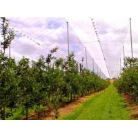 China Hdpe Raschel Knitted Anti Hail Nets / Hail Protection Net For Fruit Tree on sale