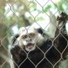 China tipo anudado 4.0m m malla inoxidable anudada negra de la malla del recinto del parque zoológico 7X7 de la cuerda de acero wholesale