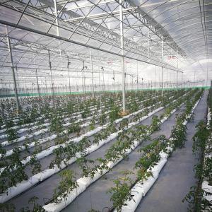 China Long Life Span Heavy Duty Plastic Greenhouse High Large Size Film Greenhouse supplier