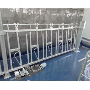 China Safe And Sturdy Cattle Headlock Feeder High Strength Corrosion Resistance supplier