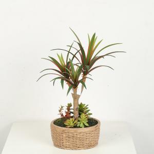 Home Decor Fake Dracaena Plant / Artificial Bonsai Tree With Cement Pot