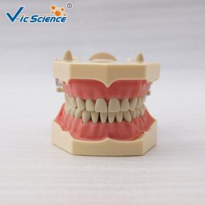 China Light  Medical Teaching Dental Study Models With DP Articulator VIC-A7 supplier