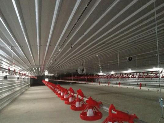Automatic Steel Structure Peb Customized Poultry Chicken Farming Shed