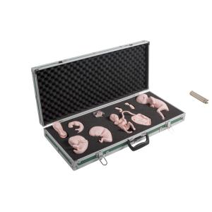China PVC Fetal Development Model OEM For School Training Observation wholesale