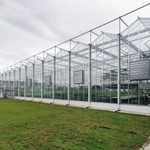 China Multi-Span Greenhouse Duble Plate Glass Galvanized Greenhouse Structure Glass Dutch Greenhouse Vertical supplier