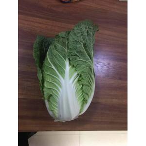 Healthy Food Fresh Green Cabbage For Large Supermarkets / Farmer'S Markets