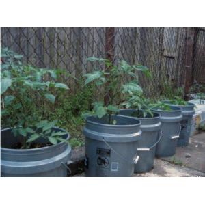 5 Gallon Plastic Bucket Containers For Planting Vegetables Garden