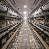 China Chicken Animals Battery Cages Layer System With Auto Feeder Drinker And Cleaner on sale