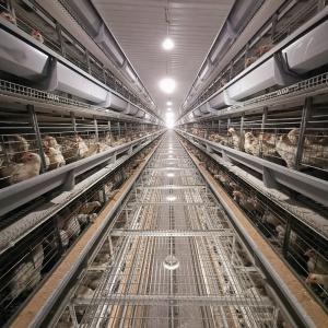 Sistema de camadas de gaiolas de animais de galinha com alimentador automático, bebedor e limpador