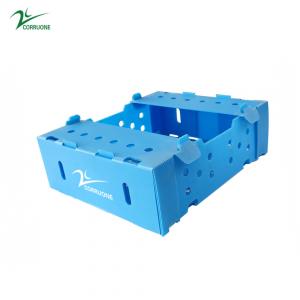 Eco-friendly PP Corrugated Plastic Box for Fruit and Vegetable Storage and Shipping