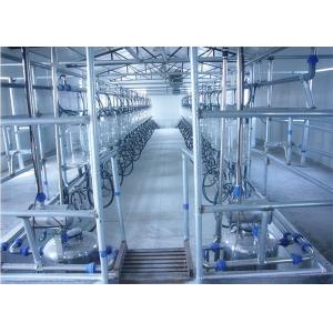 Automatic Parallel Herringbone Milking Parlor For Milk Cows , Goats , Sheep