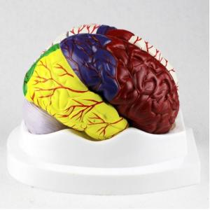 Human Brain Anatomy Model / Educational Plastic Brain Models PVC Material