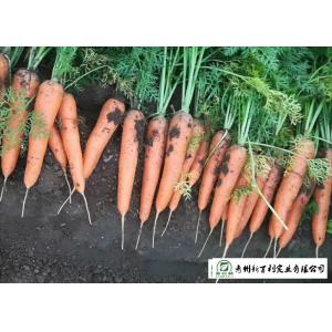China Japan Standard Fresh Organic Carrots Own Plantation Supply To Supermarket supplier