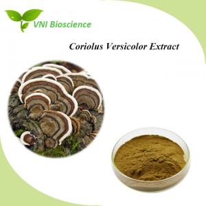 Natural Mushroom Extract Powder Antitumor Coriolus Versicolor Powder