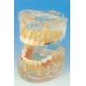 China Dental Schools Human Teeth Model / Transparent Milk Teeth Development Model wholesale