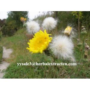 Dandelion P.E. Enhance immunity, top quality,clearing away heat and toxic material, manufacturer and exporter