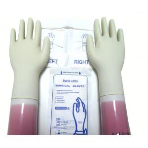 China Natural White Color Sterile Latex Surgical Gloves Disposable With Rolled Rim supplier