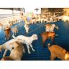 China High Strength Easy To Clean And Maintain GRP Floor Grating FRP Molded Pig Chicken Sheep Floor Grating wholesale
