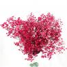 China Soft Color Preserved Dried Baby's Breath Beautiful For New Year Valentine Gift wholesale