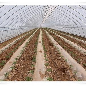 3m High Agricultural Poly Tunnel Greenhouse Transparent Colour Customizable Height