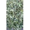 China Raspberry Leaf Can Lower Blood Lipid Levels, Blood Sugar Levels, and Delay Aging. It Has No Any Toxic Side Effects wholesale
