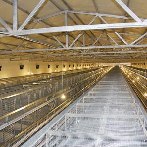 China Automatic H Type Layer Chicken Cage System Stable Performance Powerful supplier